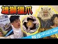 《耀仔x閃耀胖子》戰鬥陀螺 一拳超人「獸王」❗️❓BX-15 雄獅獵爪開箱👑這原裝完全不輸動畫還原啊！！！ Beyblade X BX-15 Lion Claw .5-60 P 爆旋陀螺