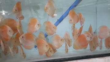 cá dĩa phương Đông /cá dĩa red mới  đánh màu các bạn xem cho vui.