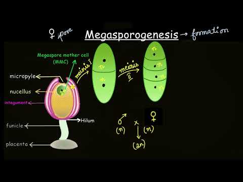 Videó: Mi az a megasporangium a növényben?