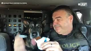 Retiring Police K-9 Swaps 'Bad Guys' For Belly Rubs After 7 Years of Service | Localish
