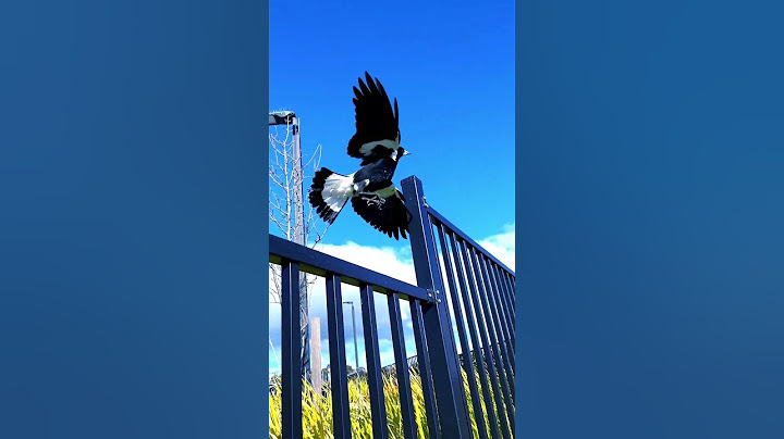 Up U Go Shining Magpie#birds#magpie
