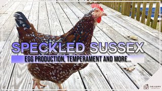 Speckled Sussex Chicken: Egg Production, Temperament and More…