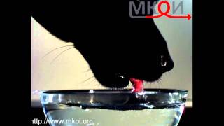 Высокоскоростная съёмка. Собака пьёт воду Высокоскоростная съёмка. Собака пьёт воду