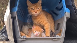 Mother cat and her Kittens are very sad because they were abandoned.