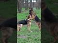 Ждём щенков от Альфа и Лолы. Немецкие овчарки. Одесса. #germanshepherd