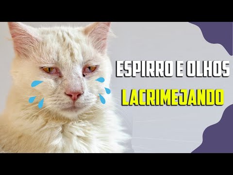 Vídeo: O que causa olhos lacrimejantes em gatos?