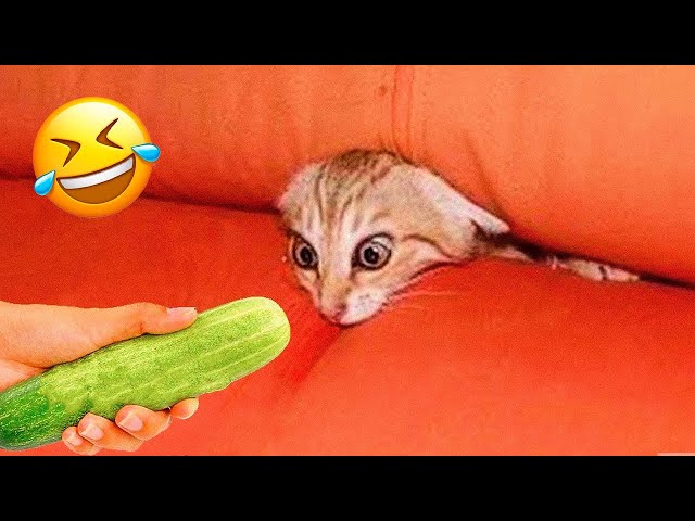 You Laugh You Lose 😅 Funniest Cats and Dogs 2023 😻🐶 Part 16 class=