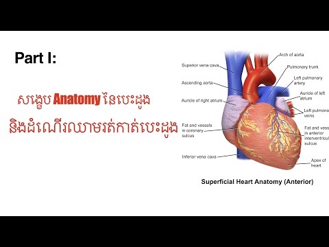 សង្ខេប Anatomy និងដំណើរឈាមរត់នៃបេះដូងជាភាសាខ្មែរ។ Summary Anatomy of Human Heart in khmer language.