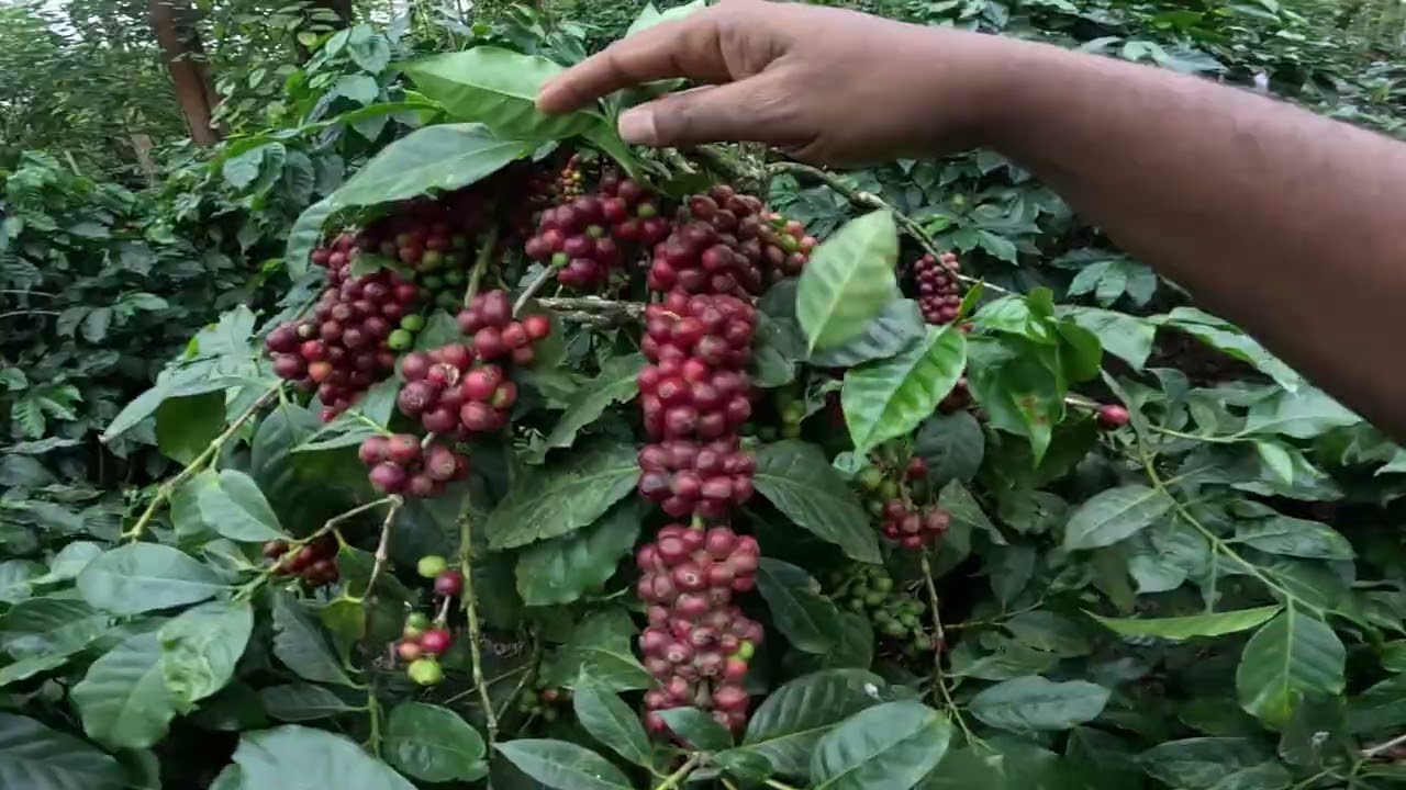 ONE OF THE BEST COFFEE PLANTATION I HAVE VISITED IN 2025 ARABICA PLANTATION