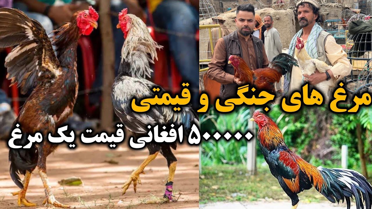 Настоящие и знаменитые каланги Афганистана / Цена курицы равна цене за ярд