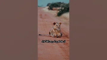الدنيا مثل الغابه اما تأكل أو تؤكل غابه أسد الدنيا 