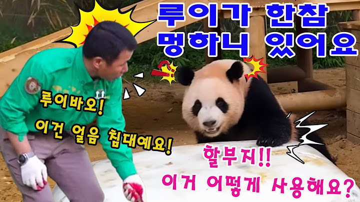 에버랜드 판다월드 💢 루이바오 는 이 얼음 덩어리를 어떻게 사용하는지 알아보느라 몇 시간 동안 앉아 있었어요 💨👀