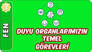 Duyu Organlarımızın Temel Görevleri Ve Önemi 3. Sınıf Fen Evokul Kampı