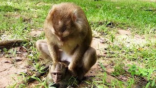 Why Pigtail Monkey Caught Poor Baby Monkey | Poor Baby Monkey Keep Silent