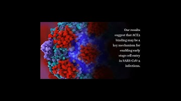 SARS-CoV-2 D614G spike mutation increases entry efficiency with enhanced ACE2-binding... | RTCL.TV