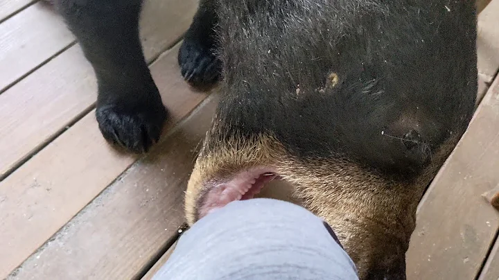 Bear Simone  A Little Tuckered Out, Thank You For ...