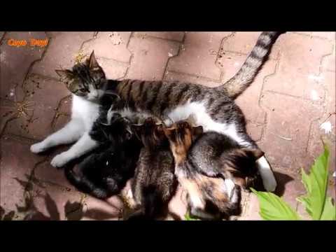 Yavrularını doyuran, emziren kedi - Cat sucking and sucking his cubs