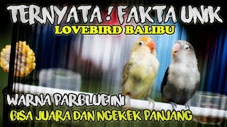 TERNYATA FAKTA ! LOVEBIRD BALIBU WARNA PARBLUE INI BISA JUARA DAN NGEKEK PANJANG