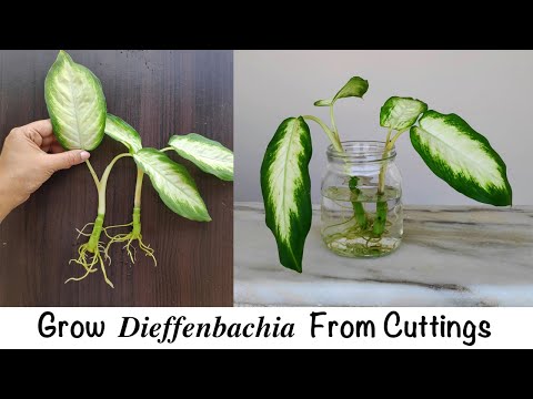 Dumb Cane Propagation In Soil and Water By Stem Cuttings | Dieffenbachia Propagation