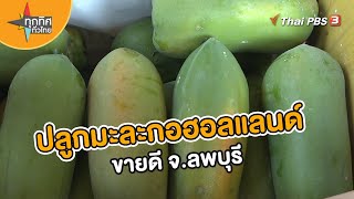 ปลูกมะละกอฮอลแลนด์ขายดี จ.ลพบุรี | อาชีพทั่วไทย