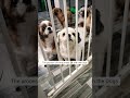 рџ Јрџ Ј Pets Youtubeshorts Dog 2025 Shorts Shihtzu Puppy Viralvideo рџ Јрџ Ј Pets Youtubeshorts Dog 2025 Shorts Shihtzu Puppy Viralvideo