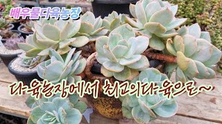 4월30일)다육농장에서 최고의다육으로