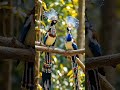 beautiful birds