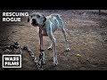 Pit Bull Starved on Heavy Chain Rescued by Pit Crew! Rescuing Rogue - Hope For Dogs | My DoDo