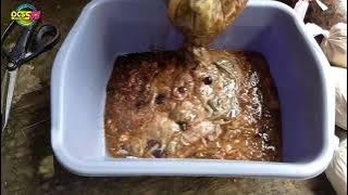 Bikin umpan GT LELE Daleman Ikan Nila sangat Gacor