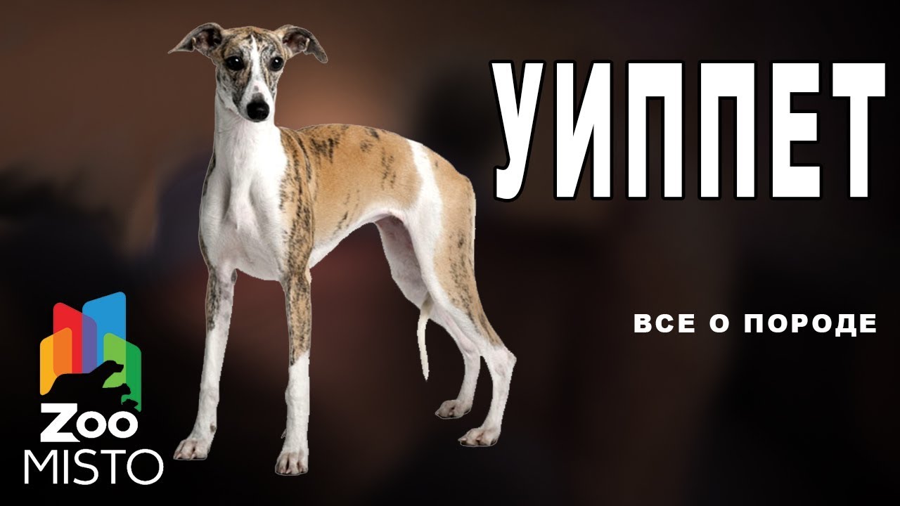 Стоимость щенка уиппета