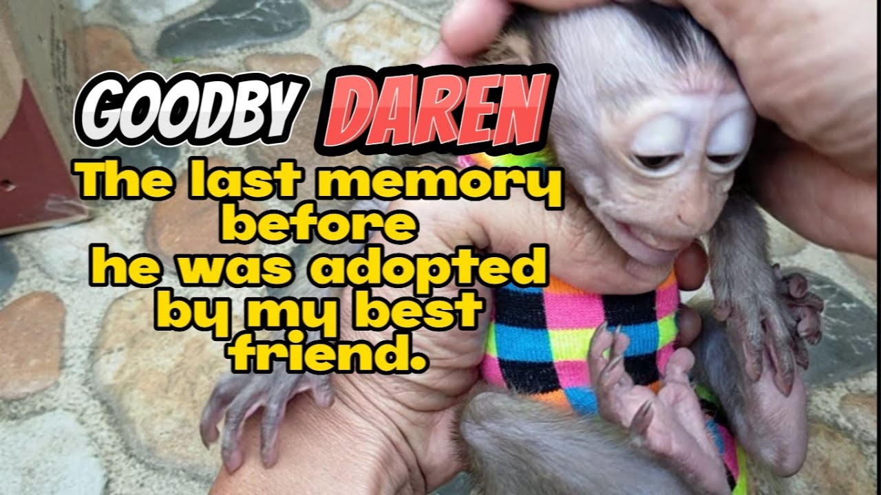 the last memory before he was adopted by my best Friend , Lovely Fauna Youtube Channel