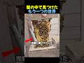 仲の良い魚の夫婦🐝🍯