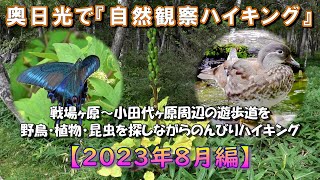 【奥日光で自然観察ハイキング】2023年8月編～戦場ヶ原・小田代ヶ原の野鳥・昆虫・植物たち～