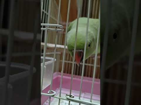 Bani Parrot Birds Greenparrot Cute Parretlovers Subscribe Talkingparot