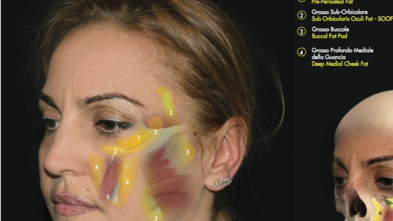 Face Anatomy; The Importance of Anatomy in Aesthetics YouTube