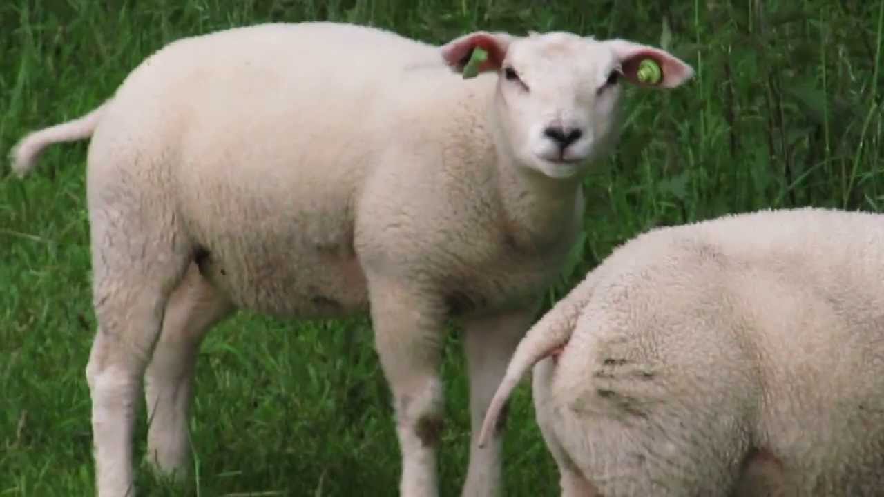 Coughing Dutch Lamb YouTube coughing-dutch-lamb-youtube