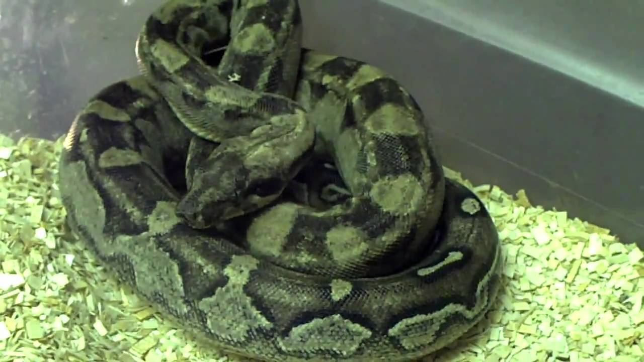 petco hours BetterBoa com Update 30 Snakes