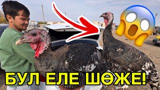 видео: 40 КГ ТАУЫҚ КӨРДИҢИЗБЕ? 22-ОКТЯБР ҚАРАӨЗЕК ТАУЫҚ БАЗАРЫ БАХАЛАРЫ ӨЗГЕРДИ! картинка: 40 КГ ТАУЫҚ КӨРДИҢИЗБЕ? 22-ОКТЯБР ҚАРАӨЗЕК ТАУЫҚ БАЗАРЫ БАХАЛАРЫ ӨЗГЕРДИ!