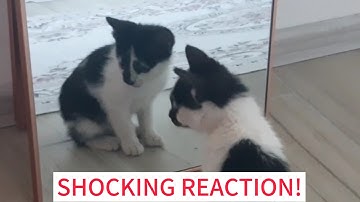 Do Cats Recognize Themselves? | Mirror Test Explained