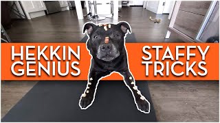 Staffy Does Amazing Dog Tricks | Cute And Talented Staffordshire Bull Terrier Trick Training