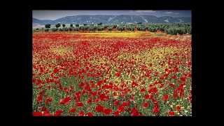 Pierangelo Bertoli - Rosso colore chords