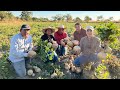 Jcama criolla tubrculo originario de mxico  cosecha 16 toneladas por hectrea y sembrar 100 kg