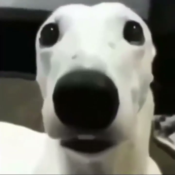 cold dog meme