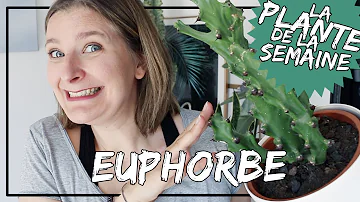 Comment conserver un euphorbe ?