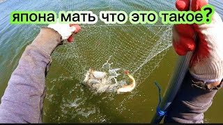 Зашёл в воду по пояс и посмотрите что вышло. Рыбалка на паук подъемник.#fishing #рыбалка #낚시