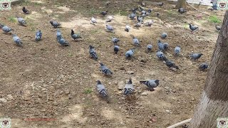 Sizari Pigeons 🦅 4k video 🦅📸 World of nature tv