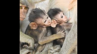 Babies Monkeys Having Good Time Together When Mommies Grooming Each Others,