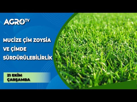 Video: Domuz bulamacı çim için iyi mi?