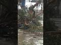 Árbol cae sobre auto en La Serena