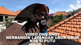 SIANG BOLONG NERBANGIN LAYANGAN UBUR UBUR SUPER LENTUR NYA SI PUTU ISI KACAU ‼️‼️